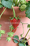 Strawberry - ripening fruit