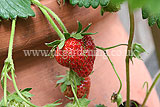 Strawberry - ripening fruit