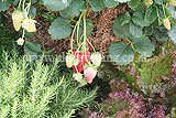 Strawberry in a hanging basket