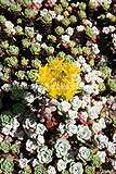 Sedum spathulifolium 'Cape Blanco' syn. Hylotelephium sieboldi 'Variegatum'