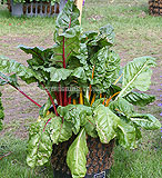 Beta vulgaris var. cicla (Swiss Chard)