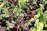 Beta vulgaris var. cicla (Swiss Chard)