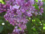 Syringa (Lilac)