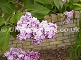 Syringa (Lilac)