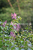 Syringa (Lilac)