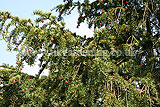 Taxus baccata (Yew)