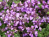 Thymus vulgaris (Thyme)