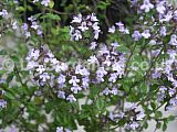 Thumus vulgaris (Thyme)