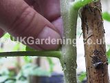 Pinching out tomatoes