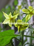 Solanum lycopersicum (Tomato) in flower