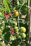 Solanum lycopersicum (Tomato) 'Gardener's Delight'