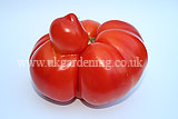 Large beefsteak tomato