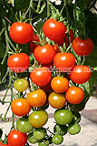 Solanum lycopersicum (Tomato) 'Gardener's Delight'
