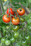 Solanum lycopersicum (Tomato) 'Gardener's Delight'