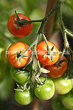 Solanum lycopersicum (Tomato) 'Gardener's Delight'