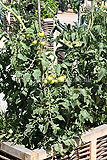 Solanum lycopersicum (Tomato)