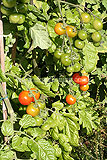 Solanum lycopersicum (Tomato)