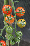 Solanum lycopersicum (Tomato) 'Gardener's Delight'