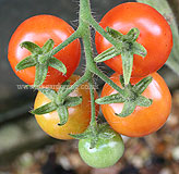 Solanum lycopersicum (Tomato) 'Gardener's Delight'