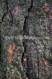 Knarled bark of tree