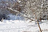 Trees covered in snow