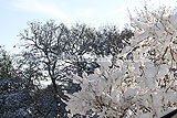 Trees covered in snow