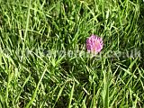 Trifolium repens (Clover)