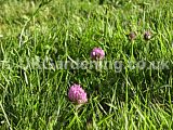 Trifolium repens (Clover)