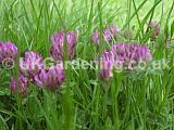 Trifolium repens (Clover)