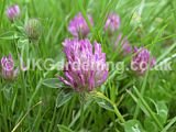 Trifolium repens (Clover)