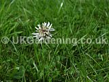 Trifolium repens (Clover)