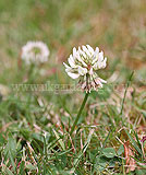 Trifolium repens (Clover)