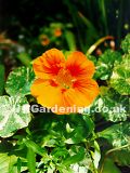 Tropaeolum majus (Nasturtium)