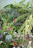 Tropical Garden