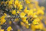 Ulex europaeus (Common gorse)