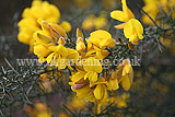 Ulex europaeus (Common gorse)