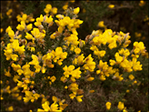 Ulex europaeus (Common gorse)