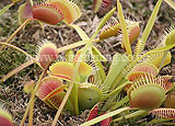 Venus Fly Trap