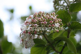 Viburnum carlesii