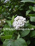 Viburnum carlesii