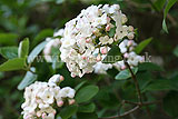 Viburnum carlesii