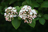 Viburnum carlesii