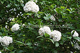 Viburnum carlesii