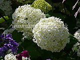 Viburnum