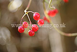 Viburnum opulus (Guelder Rose) berries