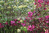 Viburnum and cherry blossom