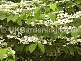 Viburnum plicatum (Japanese Snow Ball Bush)