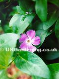 Vinca minor (Common periwinkle, Lesser periwinkle)