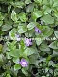 Vinca minor (Common periwinkle, Lesser periwinkle)