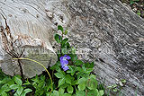 Vinca minor (Common periwinkle, Lesser periwinkle)